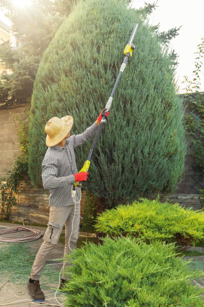 Tree and Shrub Care in Shawneetown, IL